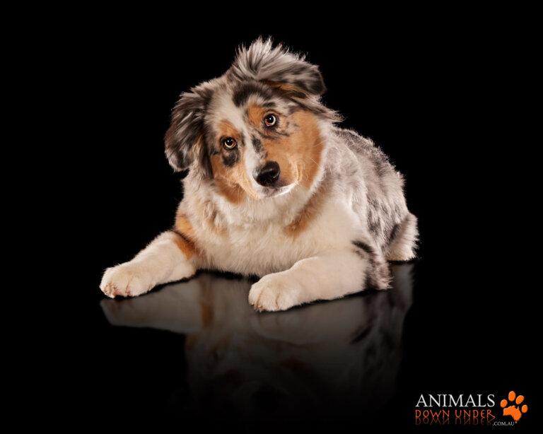 Animals Down Under Maple Aussie Shephard  36 768x614