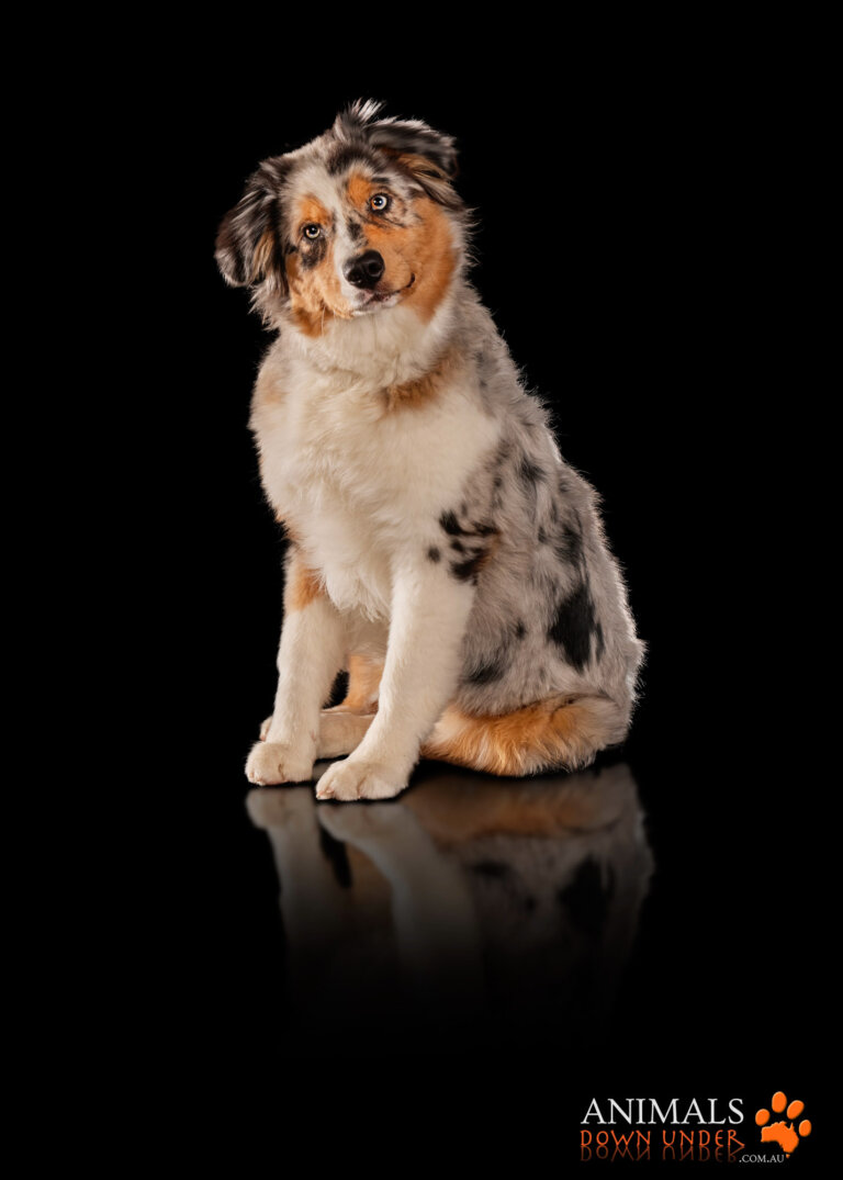 Animals Down Under Maple Aussie Shephard  40 768x1075