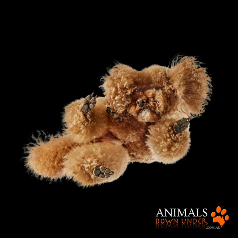 Animals Down Under Maui 1305232565 768x768