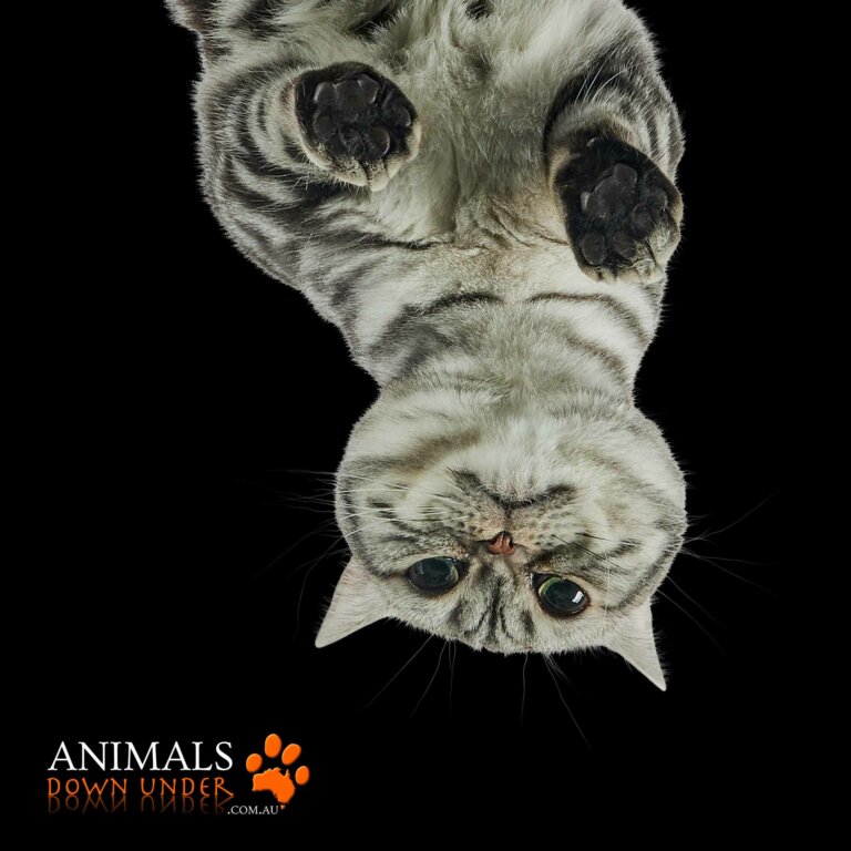 Animals Down Under Milla Kats LV 010423 1970 768x768