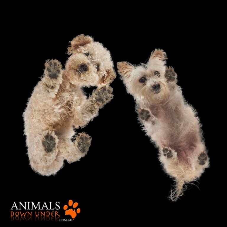 Animals Down Under Millie Rooster 1406233161 768x768