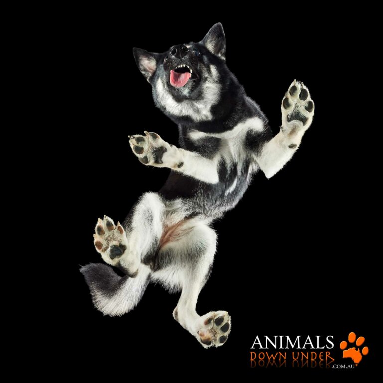 Animals Down Under NARLA 2803231541 768x768