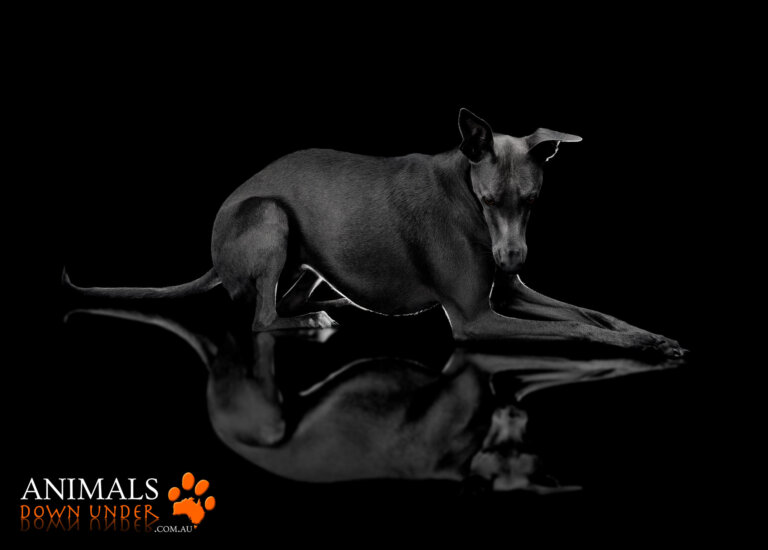 Animals Down Under PiXeL 1143 768x550