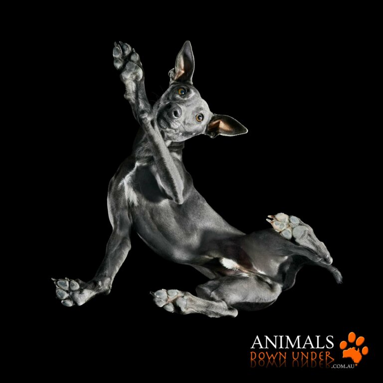 Animals Down Under PiXeL 4067 768x768