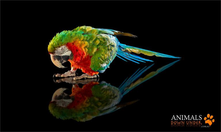 Animals Down Under Queenie Macaw Parrot 091023  186 WEB 768x458