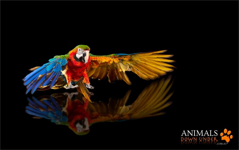 Animals Down Under Queenie Macaw Parrot 091023  241 WEB 768x483