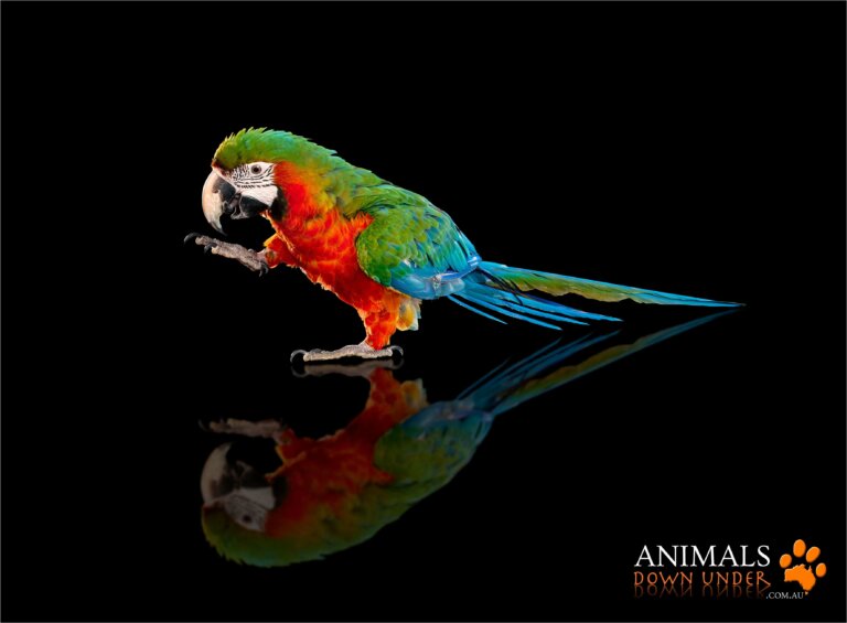 Animals Down Under Queenie Macaw Parrot 091023  289 WEB 768x565