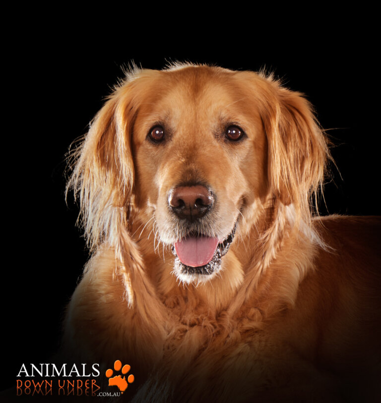 Animals Down Under Sonny Golden Retriever  10 768x814