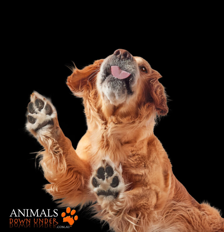 Animals Down Under Sonny Golden Retriever  18 768x796