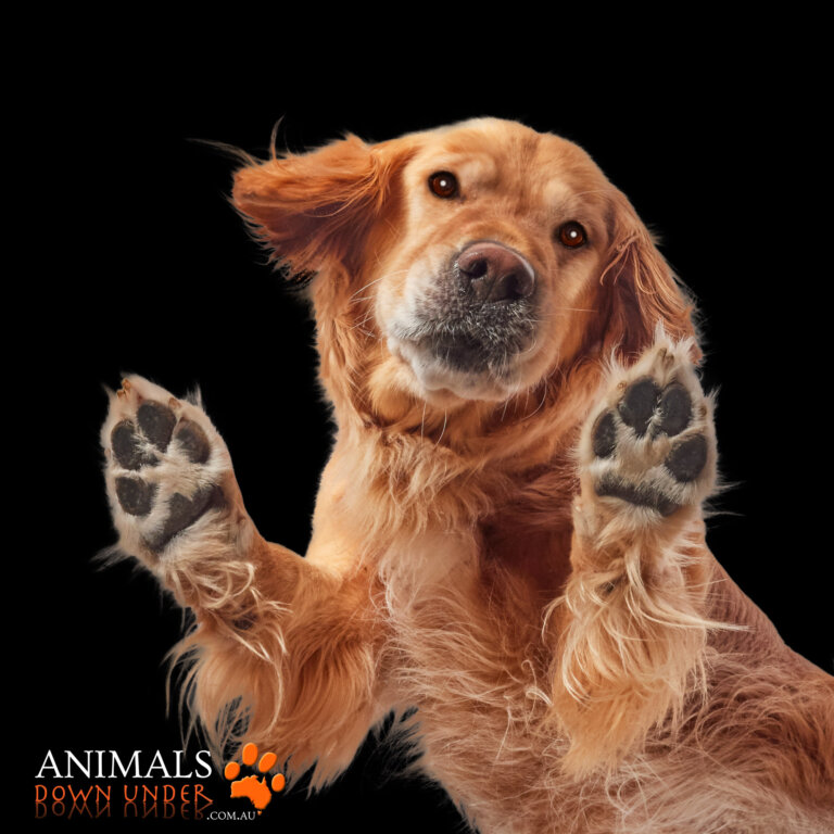 Animals Down Under Sonny Golden Retriever  28 768x768