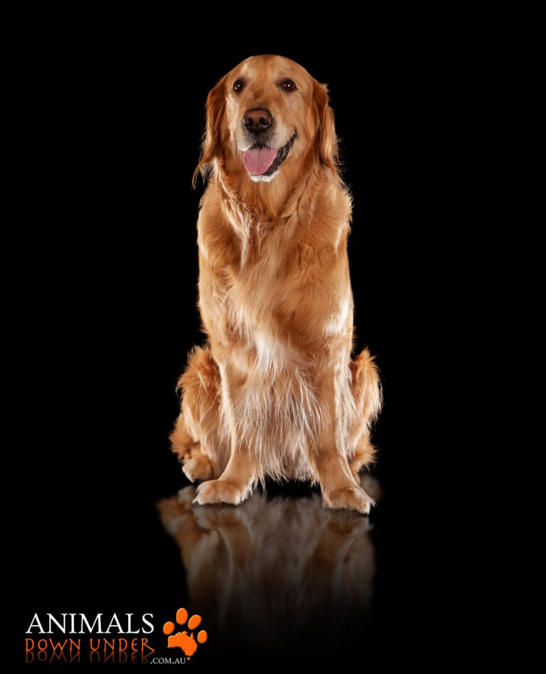 Animals Down Under Sonny Golden Retriever  7 768x949