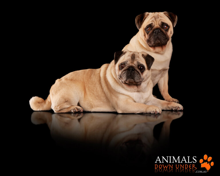 Animals Down Under Bessie Merlin Pugs  38 768x614