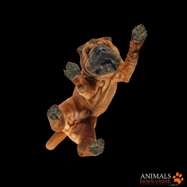 Animals Down Under Rosevelt 1305232625 768x768