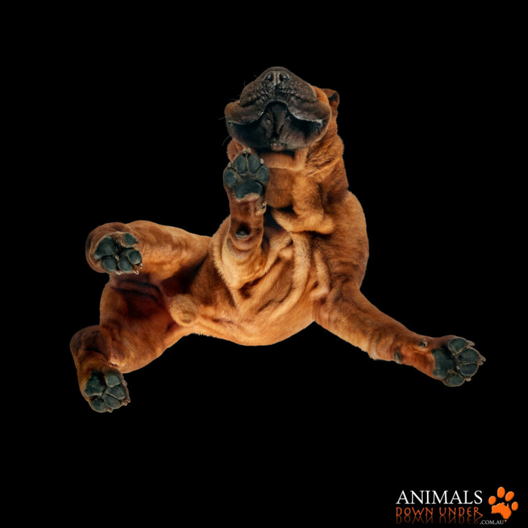 Animals Down Under Rosevelt 1305232627 768x768