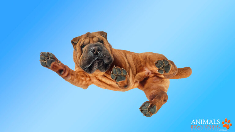 Animals Down Under Rosevelt 1305232643 2 A 768x432