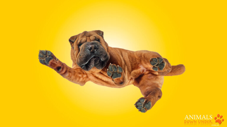 Animals Down Under Rosevelt 1305232643 2 B2 768x432