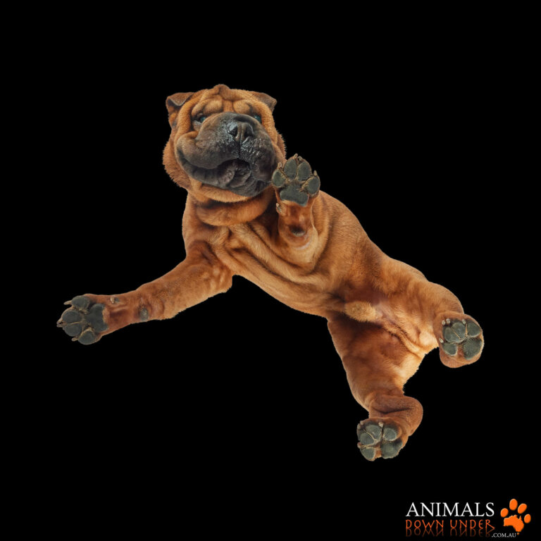 Animals Down Under Rosevelt 1305232685 768x768