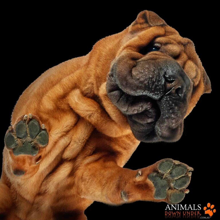 Animals Down Under Rosevelt 1305232695 2 768x768