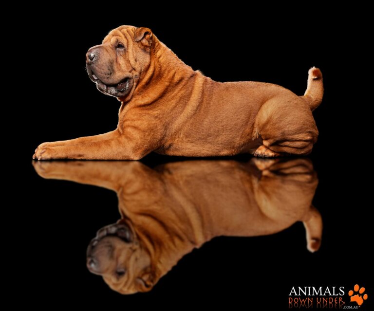 Animals Down Under Rosevelt  5B 5413 768x639