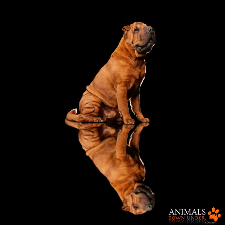 Animals Down Under Rosevelt  5B 5420 B 768x768