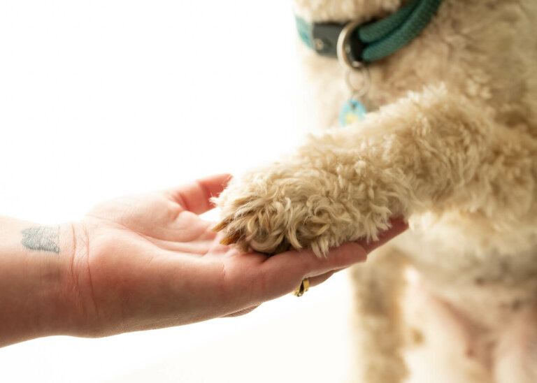 ArtyPetportraitMelbourne5 768x548