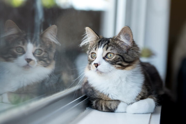 AthomecatphotographerMelbourne13 768x513