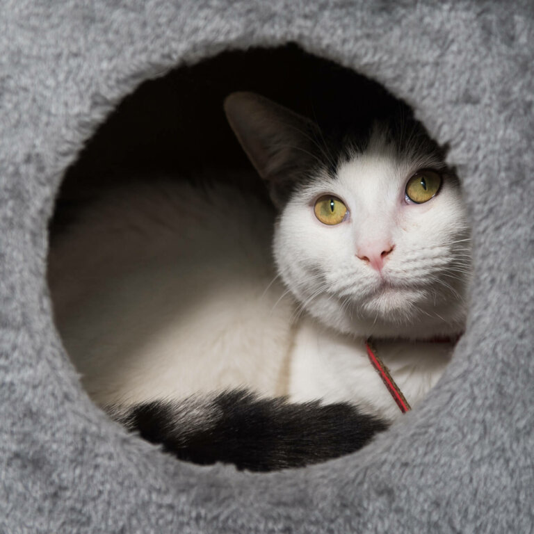 AthomecatphotographerMelbourne4 768x768