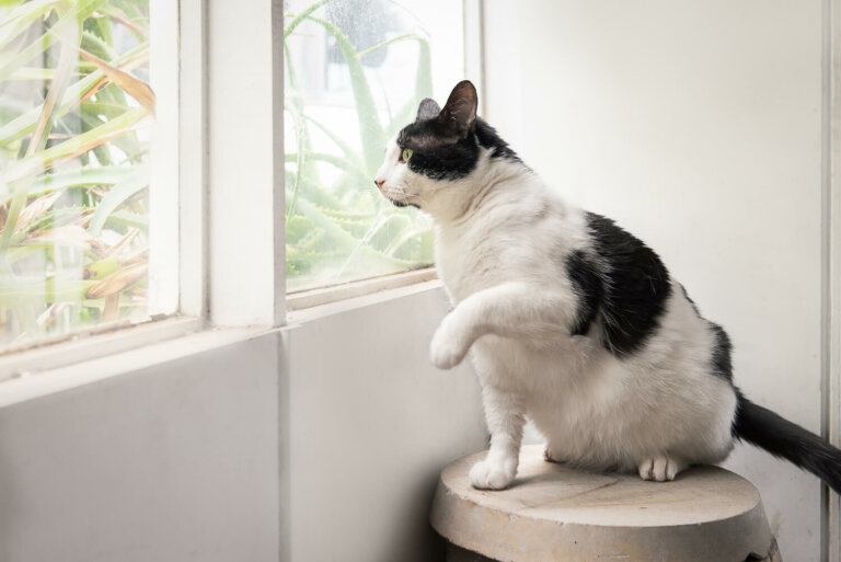 AthomecatphotographerMelbourne6 768x513