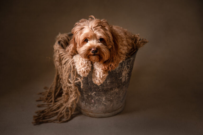 BONDI FEB 2019 4595 3 Edit 768x512