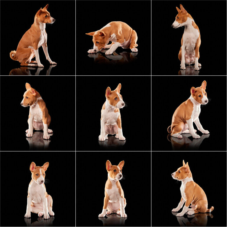 The Basenji Bunch The Basenji Bunch
