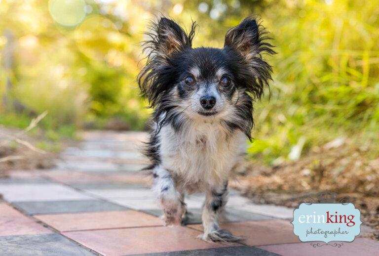 Chihuahua dog - pet photography Chihuahua dog - pet photography
