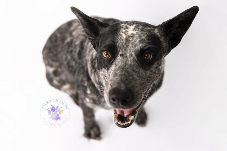 Blue cattle dog Ash 01 1 768x512