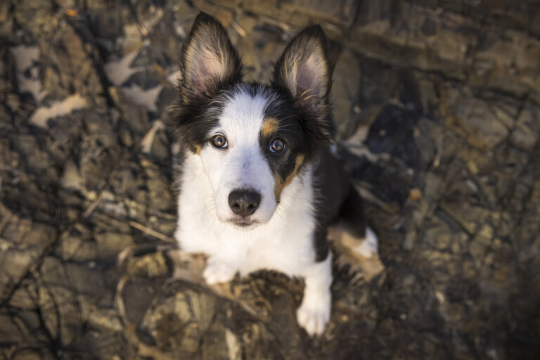 Border Collie Pup Sitting on the Rocks and Looking Up 768x512