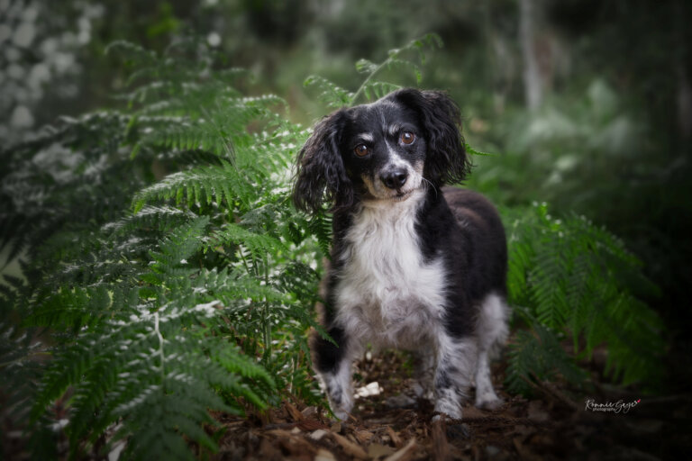 Bouncer  DSC0505 edit resized 768x512