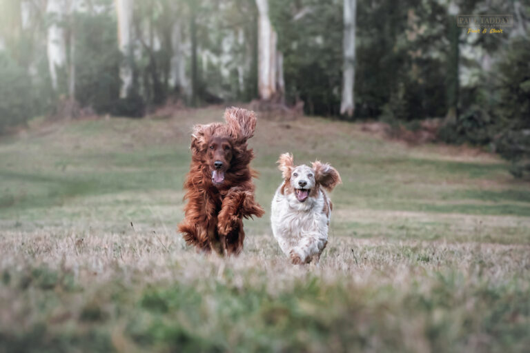 Buddy Bella Irish Setter Welsh Springer Spaniel 290722 48208 copy Edit Edit SM 768x512
