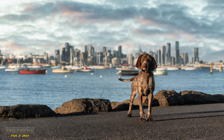 Buddy Bracco Italiano 190322 2820 copy 2 768x480