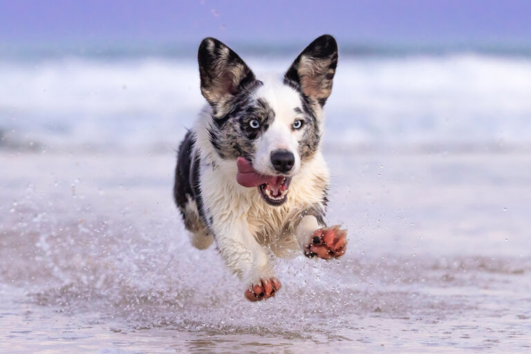 Cardigan Corgi Racing through the waves at Blueys Beach NSW 768x512
