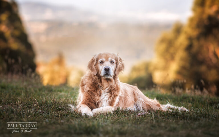 Casey Golden Retriever 220122 78991 Edit 768x480