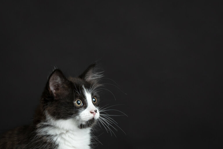 CatPhotographerMelbourne4 768x513