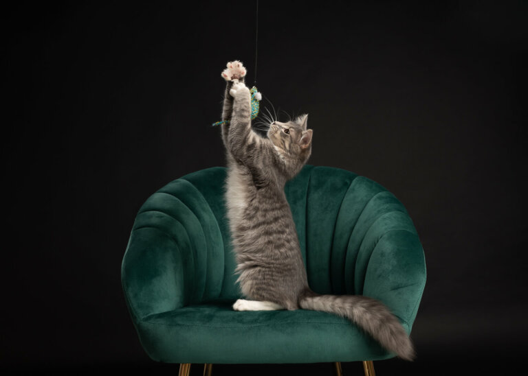 CatphotographerMelbourne13 768x548