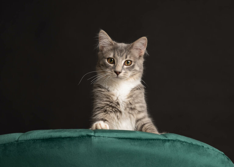 CatphotographerMelbourne18 768x549