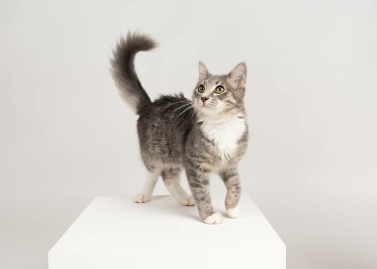 CatphotographerMelbourne19 768x548