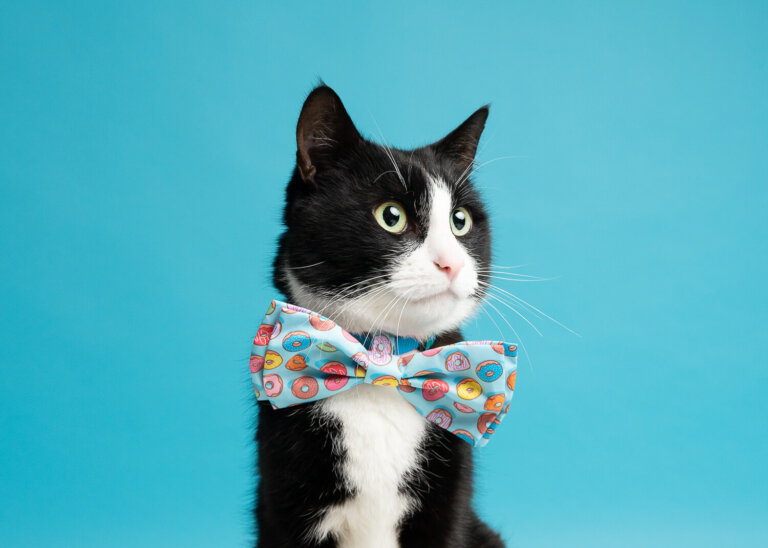 Catphotoshootstudiomelbourne 768x548