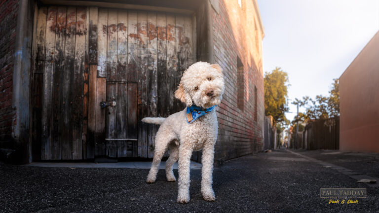 Cesare TOTW 220422 SM 10 768x432