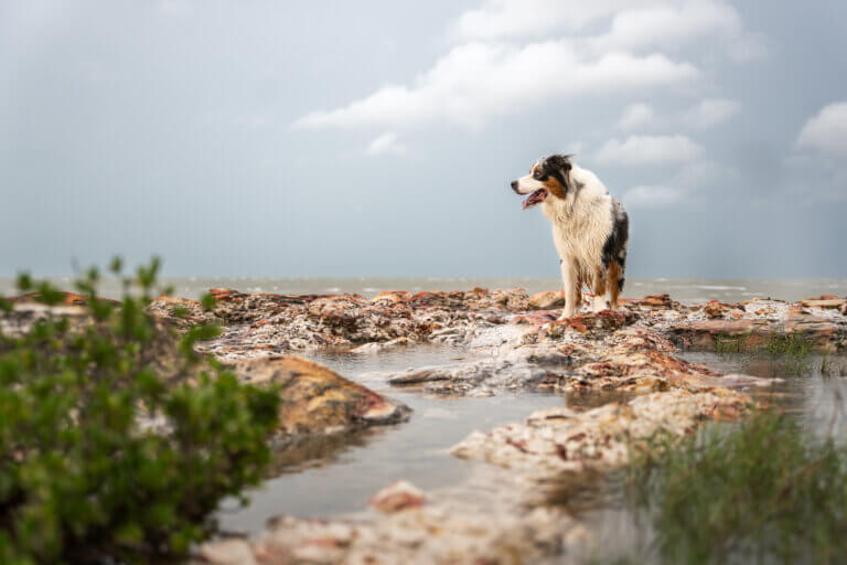 DSC07047 Enhanced NR 768x512