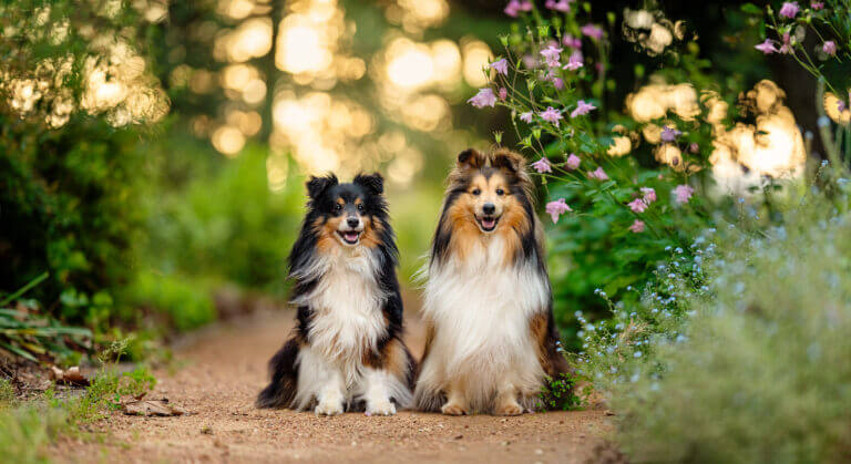 DSC4907 Pano fireside 768x419