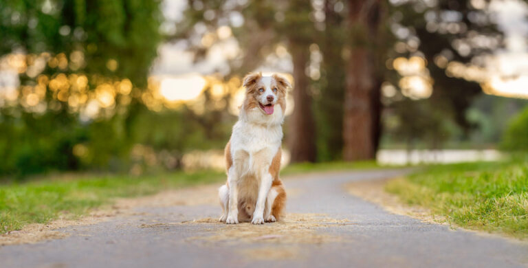 DSC6759 Edit Border colllie 768x390