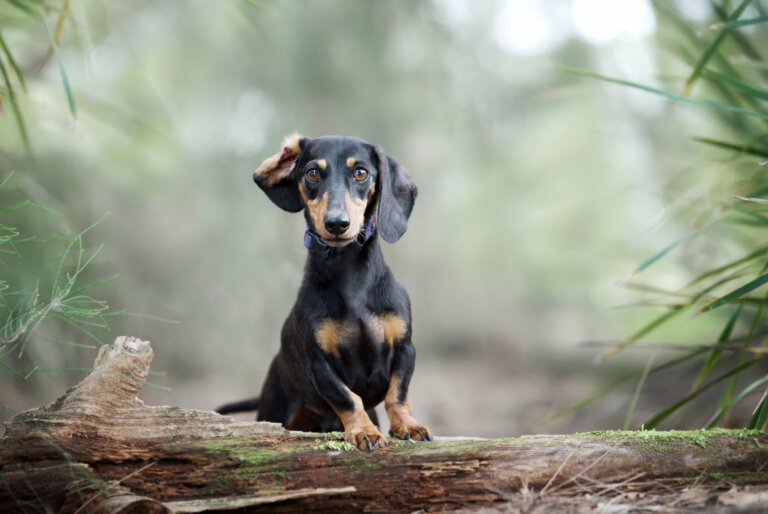 DSC 0599 resize 768x514