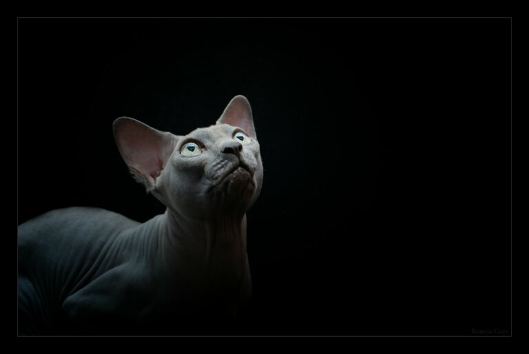 DSC 3479 2compressed 768x514