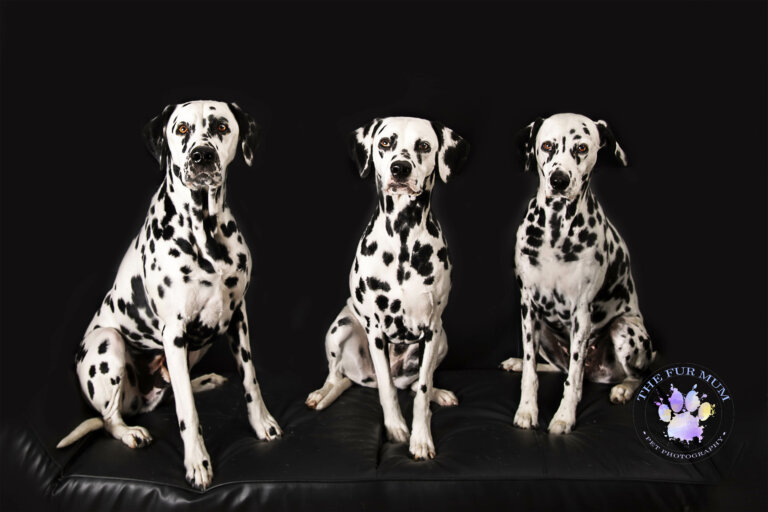 Dalmations 01 768x512